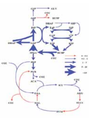 13C Metabolic flux analysis of cyanobacteria. Our results show relatively low flux through the TCA cycle compared to Calvin cycle. Further, the photorespiration flux is negligible making this an efficient chassis for metabolic engineering. The flux values were obtained using dynamic labeling data of 17 metabolites. 13C Metabolic flux analysis of cyanobacteria. Our results show relatively low flux through the TCA cycle compared to Calvin cycle. Further, the photorespiration flux is negligible making this an efficient chassis for metabolic engineering. The flux values were obtained using dynamic labeling data of 17 metabolites.