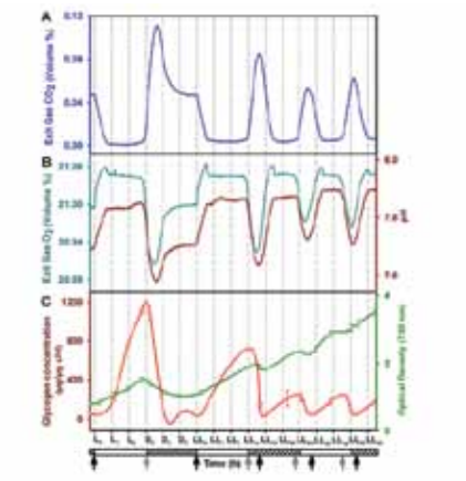 Metabolic oscillations in cyanobacteria. Profiles of (A) CO2  and (B) O2  in the exit gas (cyan), pH of the growth medium (brown), (C) intracellular glycogen (red) content and growth (green) in the fourth day of entrainment under alternating light/dark cycles (LD) followed by constant light (LL). The horizontal bar below the X-axis denotes the light (clear), dark (shaded) and subjective dark (shaded with slanted lines) phases. Metabolic oscillations in cyanobacteria. Profiles of (A) CO2  and (B) O2  in the exit gas (cyan), pH of the growth medium (brown), (C) intracellular glycogen (red) content and growth (green) in the fourth day of entrainment under alternating light/dark cycles (LD) followed by constant light (LL). The horizontal bar below the X-axis denotes the light (clear), dark (shaded) and subjective dark (shaded with slanted lines) phases.