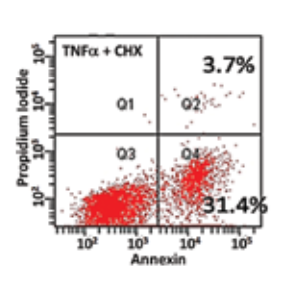 Jurkat T-cells undergoing apoptosis following exposure to TNFα and Cycloheximide (CHX). Apoptosis detection via Annexin V staining in a population of cells achieved using flow cytometry Jurkat T-cells undergoing apoptosis following exposure to TNFα and Cycloheximide (CHX). Apoptosis detection via Annexin V staining in a population of cells achieved using flow cytometry