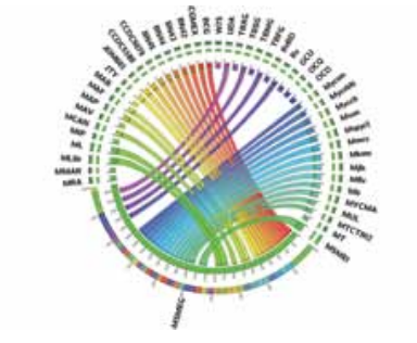A circos plot showing phylogenetic analysis of Mycobacterial genomes A circos plot showing phylogenetic analysis of Mycobacterial genomes