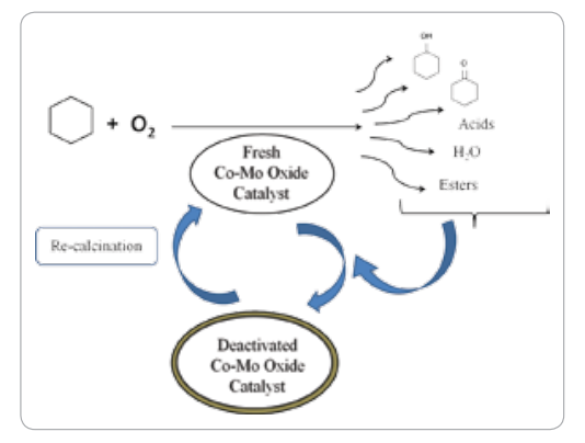 We have shown Co-Mo oxides to be catalytically active and selective for cyclohexane oxidation. While product adsorption deactivates the catalyst, recalculation revives the activity We have shown Co-Mo oxides to be catalytically active and selective for cyclohexane oxidation. While product adsorption deactivates the catalyst, recalculation revives the activity