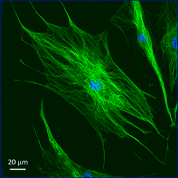 Cell