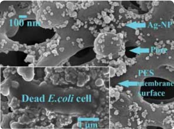 Silver nanoparticle incorporated packed beds and membranes for water disinfection