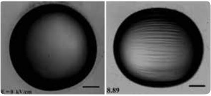 Wrinkling or folding instability observed on a Polysiloxane microcapsule suspended in a dielectric fluid in a uniform electric field (Scale bar = 200 μm)