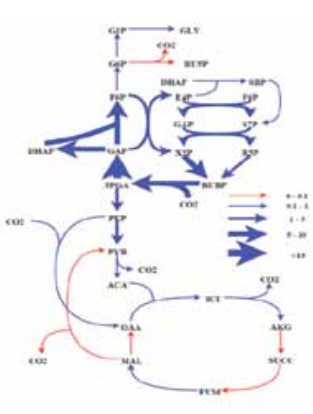 13C Metabolic flux analysis of cyanobacteria. Our results show relatively low flux through the TCA cycle compared to Calvin cycle. Further, the photorespiration flux is negligible making this an efficient chassis for metabolic engineering. The flux values were obtained using dynamic labeling data of 17 metabolites.