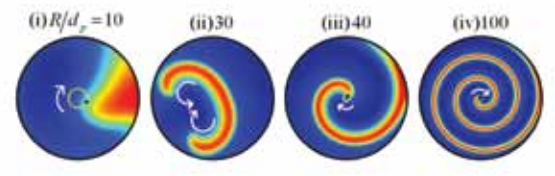 Transversal spatiotemporal temperature pattern formation during ethylene hydrogenation in catalytic packed-bed reactors. Increase in reactor diameter causes a transition from rotating patterns (at R/dp = 10) to spiral patterns (at R/dp = 40). dp is the catalyst particle diameter.