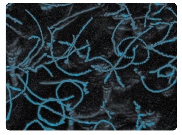 The image shows the track of swimming Escherichia coli using dark field microscopy. Such images provide detailed data on the swimming behavior of microorganisms such as, swimming speeds, tumble frequency, and turn angles.