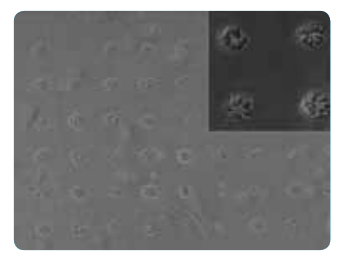 Cells are patterned using micro-contact printing. Using this method size and shape of a cell can be accurately controlled. This helps us in exploring effects of cellular morphology on cell fate.