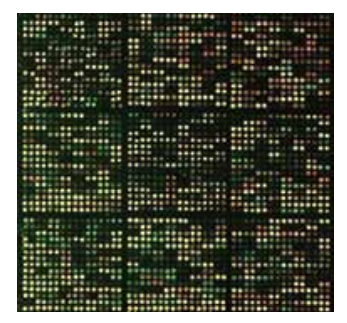 A microarray hybridization image showing differentially expressed genes when Streptomyces coelicolor cells are treated with ciprofloxacin