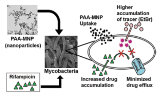 Targeting resistant mycobacteria by modulating drug transport through coated nanoparticles
