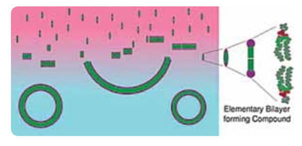 Self-assembly of vesicles in SPI method