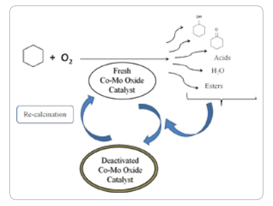 We have shown Co-Mo oxides to be catalytically active and selective for cyclohexane oxidation. While product adsorption deactivates the catalyst, recalculation revives the activity