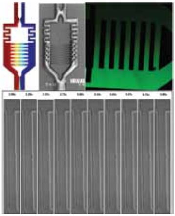 Computer simulation and experimental validation of chemical gradient generation and the resulting sperm chemotaxis