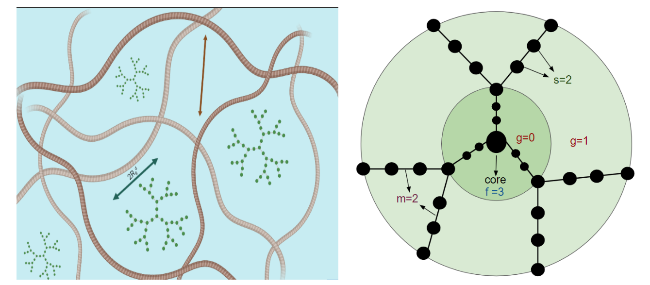 Dendrimers diffusing in a network of associative polymers
