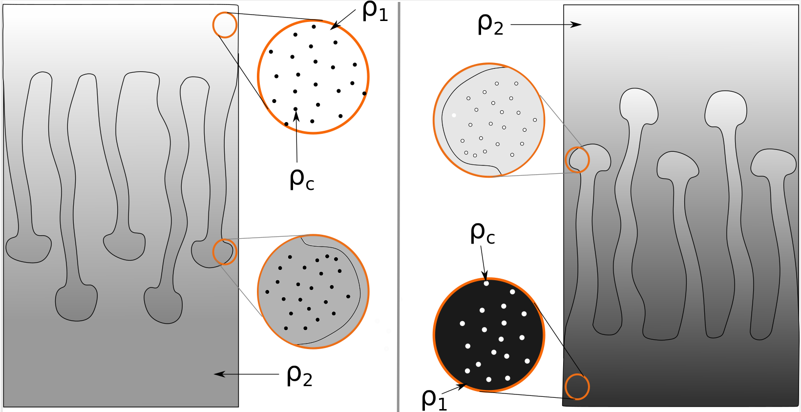 Graphic summary of colloidal finger formation under two common conditions leading to downward (left) and upward (right) moving fingers.