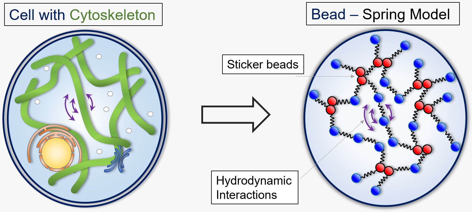 Biopolymer network and an equivalent bead-spring model