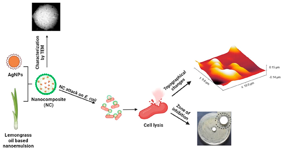 Development of Bio-inspired Food packaging materials