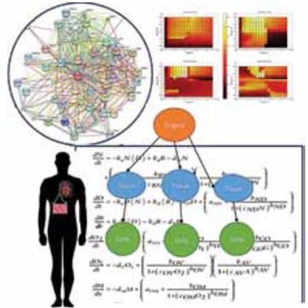 Bio_Dynamic modeling of wholebody metabolism