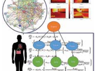 Bio_Dynamic modeling of wholebody metabolism